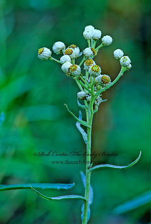Anaphalis margaritaceae  PEARLY EVERLASTING 212319z