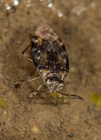 Saldula pallipes complex  SHORE BUG 9041179z