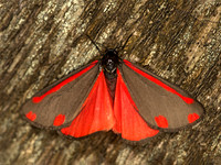 Tyria jacobaeae CINNABAR MOTH 9060627z