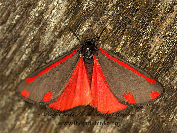 Tyria jacobaeae  CINNABAR MOTH 9060627z