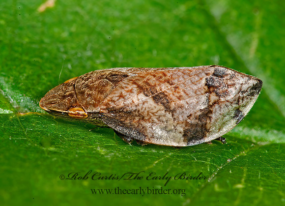 Lepyronia quadrangularis  DIAMONDBACK SPITTLEBUG 8033099z