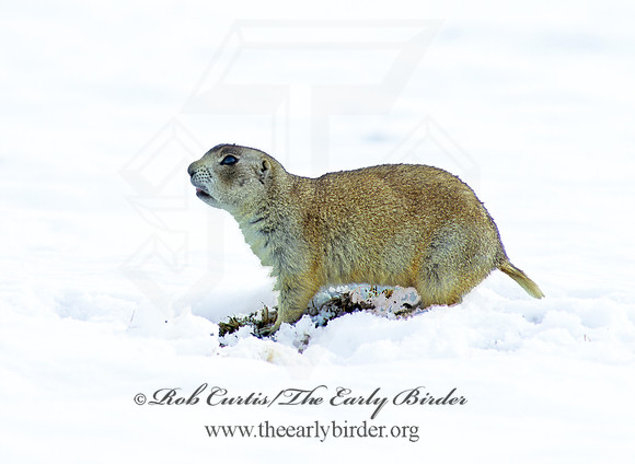 Cynomys gunnisoni  GUNNISON'S PRAIRIE DOG 102537z