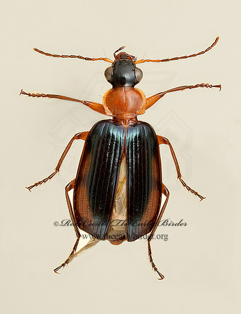 Lebia atriceps 9019510  z