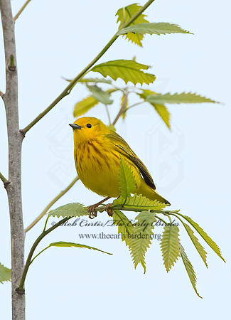 Setophaga petechia  YELLOW WARBLER 9046621z
