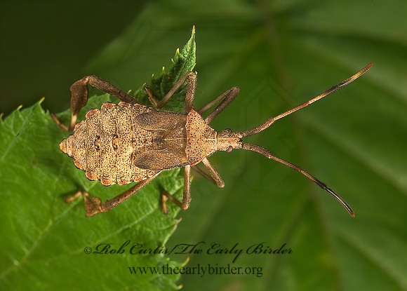 Acanthocephala terminalis 8007333z