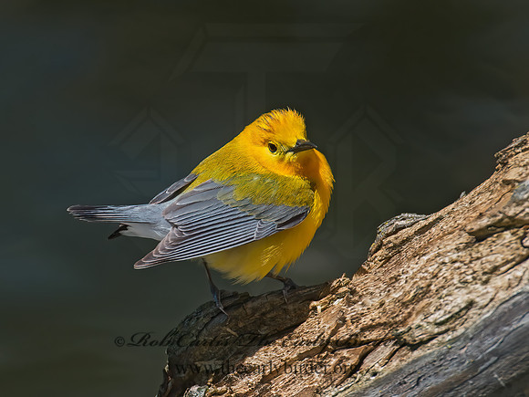 Protonotaria citrea  PROTHONOTARY WARBLER 9011150z