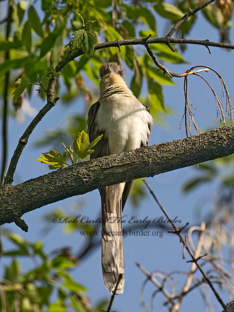 Coccyzus erythropthalmus BLACK-BILLED CUCKOO 9093989z
