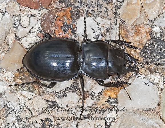 Pasimachus  6024550z