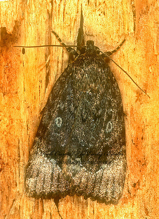 Amphipyra pyramidoides COPPER UNDERWING 1114413z