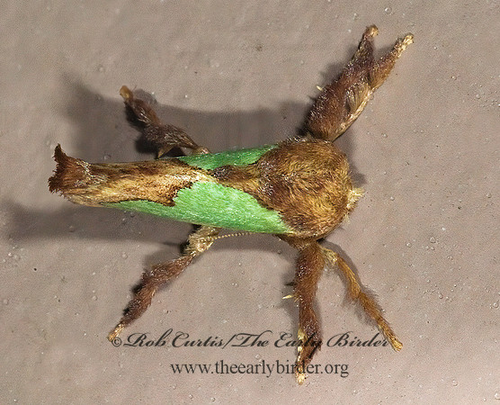Euclea delphinii SPINY OAK SLUG MOTH 7003459z