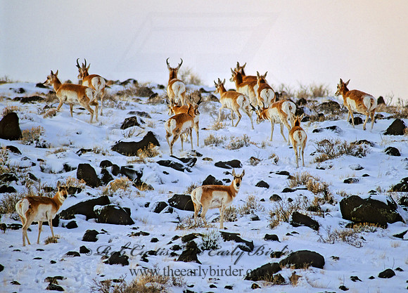 Antilocapra americana  PRONGHORN 120401z