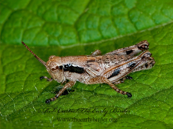 Melanoplus viridipes grp  GREEN-LEGGED GRASSHOPPER  6004378z