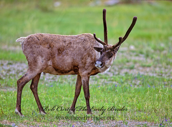 Rangifer tarandus  CARIBOU 235826z