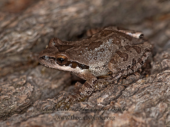 Pseudacris sierra  SIERRAN TREEFROG 8036700 z