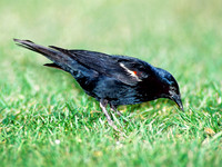 Agelaius tricolor TRICOLORED BLACKBIRD 105635z