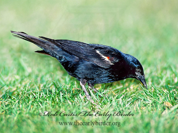Agelaius tricolor  TRICOLORED BLACKBIRD 105635z