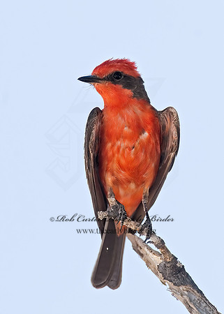 Pyrocephalus rubinus  VERMILION FLYCATCHER 7008556Z