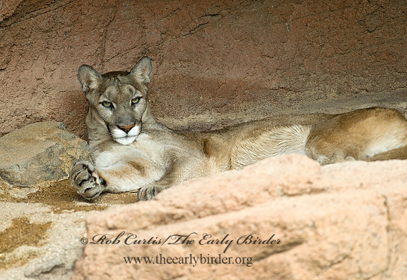 Puma concolor  COUGAR 6025388z