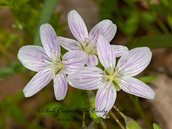 Claytonia virginica  SPRING BEAUTY  8034033z