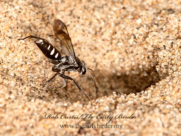Episyron quinquenotatus  POMPILINI SPIDER WASP 9047551z