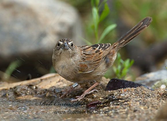 Aimophila ruficeps  RUFOUS-CROWNED SPARROW  7008110z