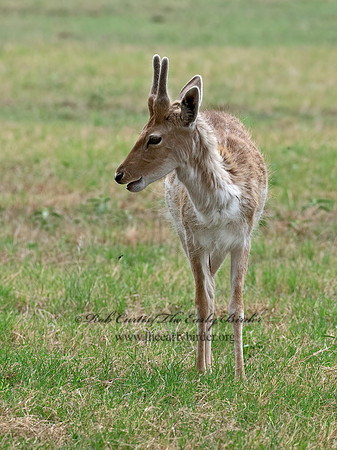 Axis axis  AXIS DEER 6040054z