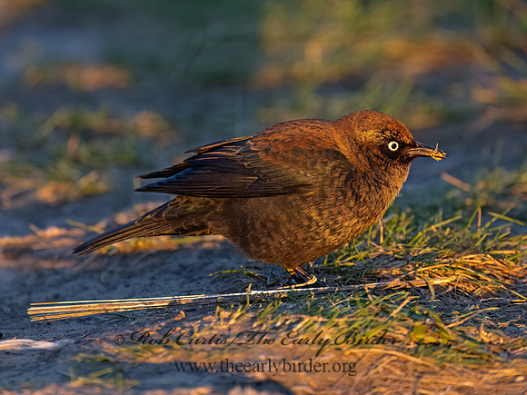 Euphagus carolinus RUSTY BLACKBIRD 9091231z