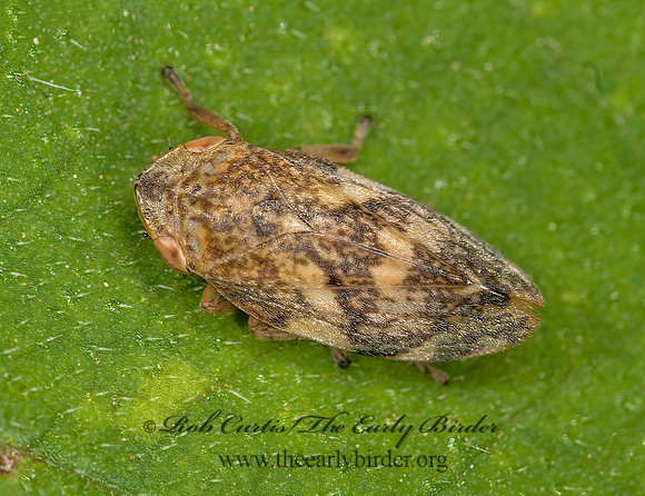 Philaenus spumarius  MEADOW SPITTLEBUG 3015324z