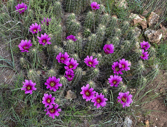 Echinocereus enneacanthus intermedius  HEDGEHOG CACTUS 3035382z