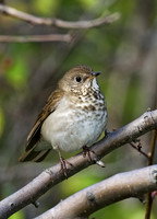 Catharus minimus  GRAY-CHEEKED THRUSH 8018702z