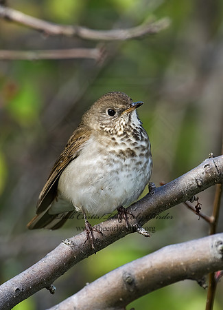 Catharus minimus  GRAY-CHEEKED THRUSH 8018702z
