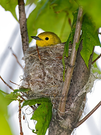 Setophaga petechia  YELLOW WARBLER 6006685z