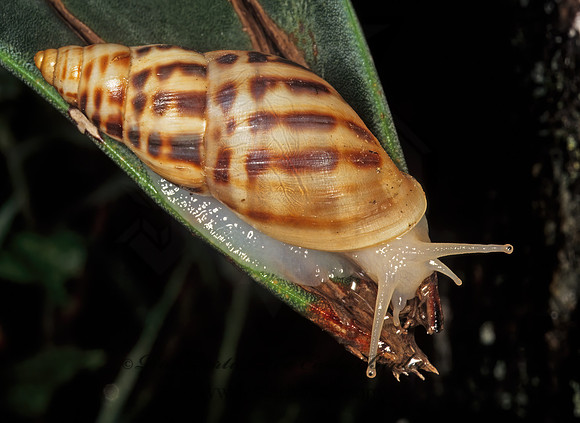 Drymaeus BULIMULID SNAIL  202406z