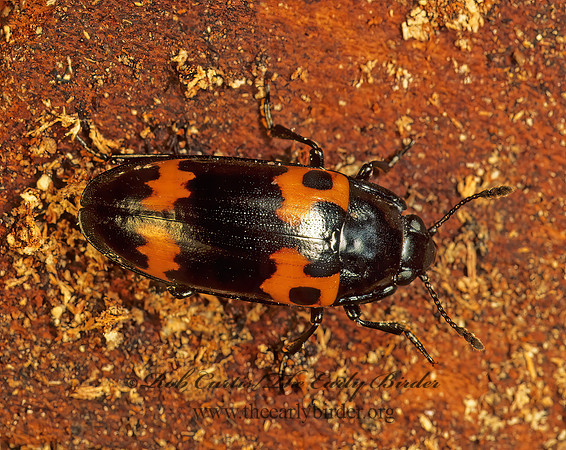 Megalodacne fasciata 173901z