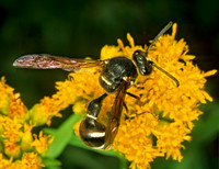 Eumenes fraternus POTTER WASP 1114719z