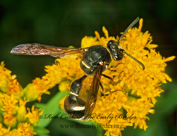 Eumenes fraternus  POTTER WASP 1114719z