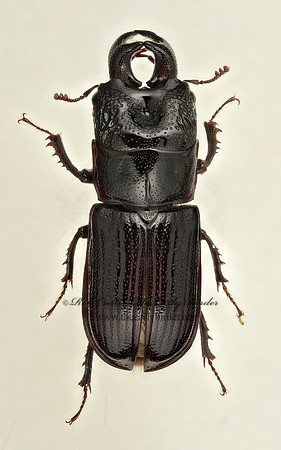 Ceruchus piceus 9020048z
