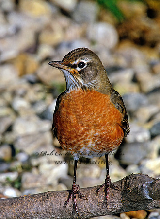 Turdus migratorius  AMERICAN ROBIN 1277627z