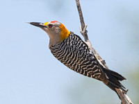 Melanerpes aurifrons  GOLDEN-FRONTED WOODPECKER 3033930z