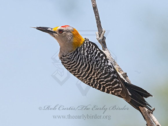 Melanerpes aurifrons  GOLDEN-FRONTED WOODPECKER 3033930z