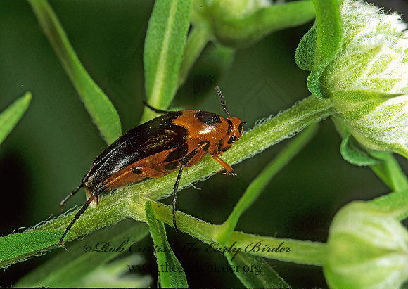 Macrosiagon limbata 1111431z
