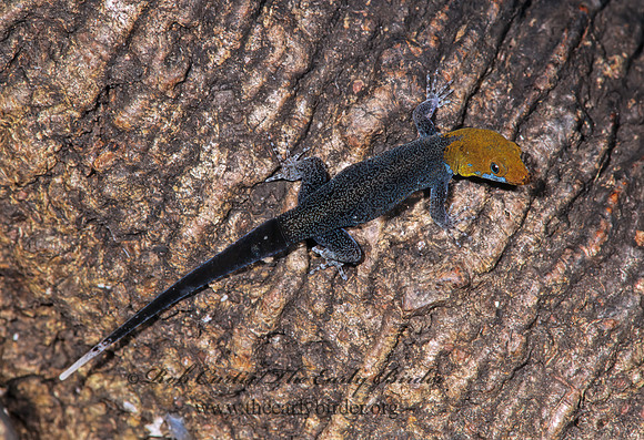 Gonatodes fuscus  YELLOW-HEADED GECKO 197526z