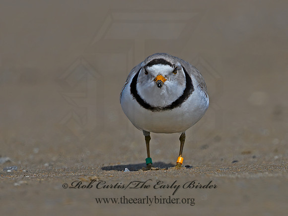 Charadrius melodus  PIPING PLOVER 1303270z