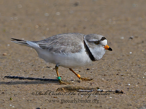 Charadrius melodus  PIPING PLOVER 1303224z