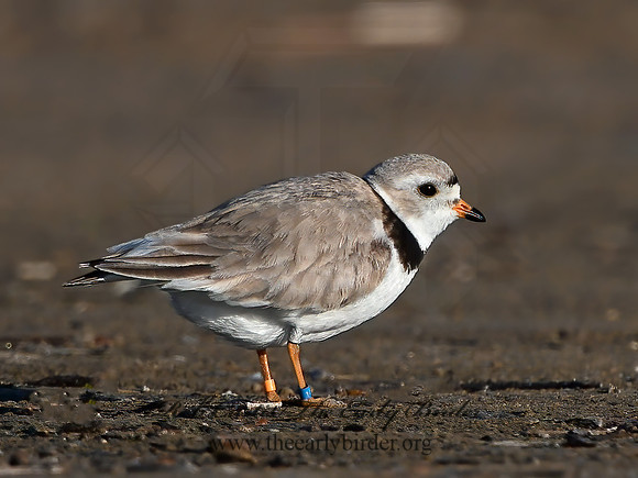 Charadrius melodus  PIPING PLOVER 1303243z