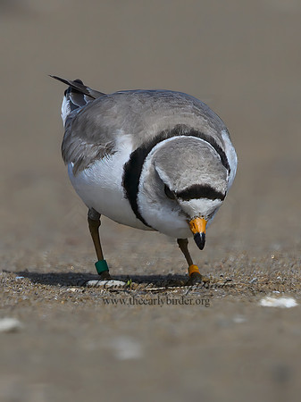 Charadrius melodus  PIPING PLOVER 1303266z