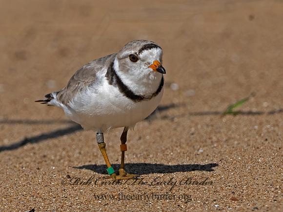 Charadrius melodus  PIPING PLOVER 1304003z
