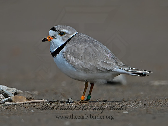 Charadrius melodus  PIPING PLOVER 1303273z