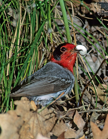 Cardellina rubifrons  RED-FACED WARBLER 76609z