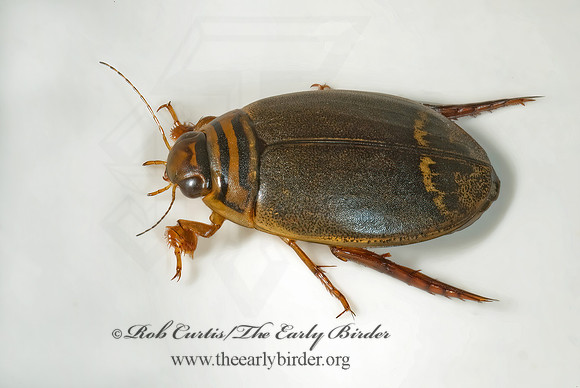 Acilius semisulcatus  ACILIINI DIVING BEETLE 5016548z